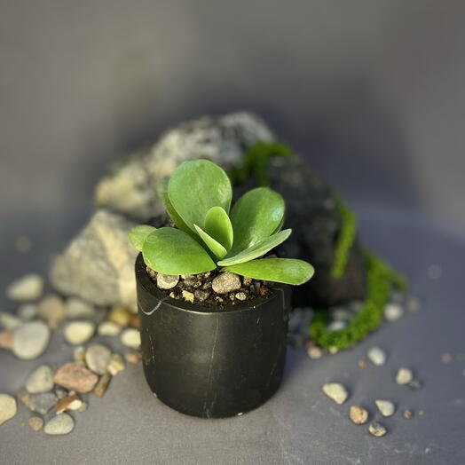 Крассула Гарнет Лотус / Crassula Garnet Lotus