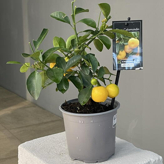 CITRUS CALAMONDIN цитрофортунелла