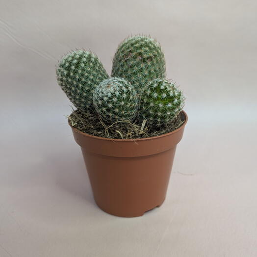 Кактус в горшке 🌵 Неприхотливый комнатный суккулент (5)