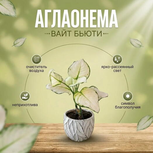 Аглаонема Вайт Бьюти