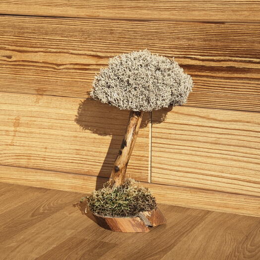 Bonsai Tree 25