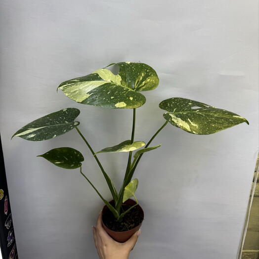 Монстера «Тайское созвездие» — Monstera Thai Constellation
