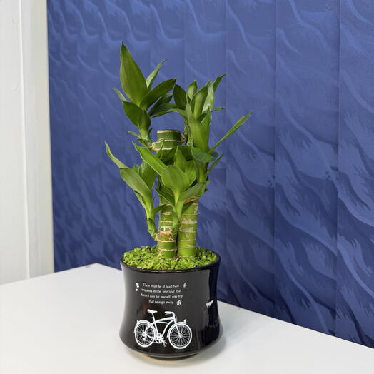 Бамбук лаки счастья в керамическом горшке, 35см в подарок