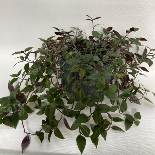 Традесканция приречная / Tradescantia fluminensis
