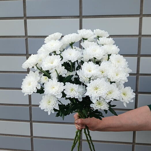 Букет белых хризантем