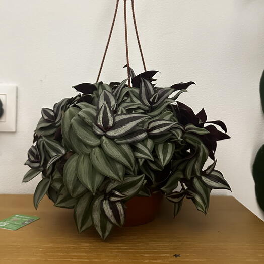 Tradescantia zebrina