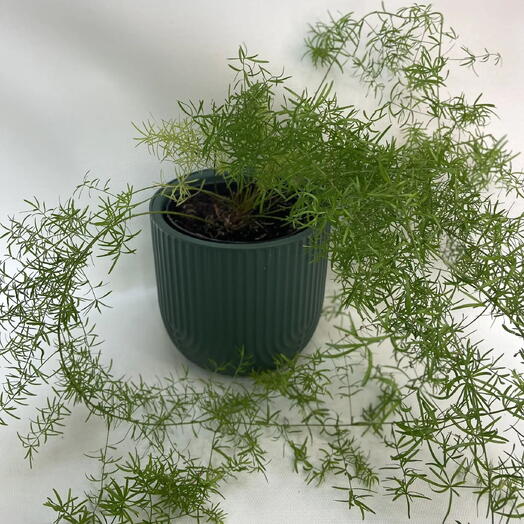 Аспарагус Шпренгера / Asparagus densiflorus Sprengeri
