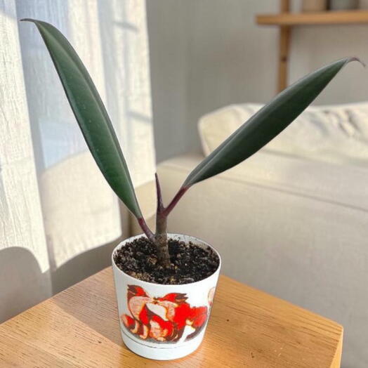 Ficus elastica  - Фикус эластика маленький