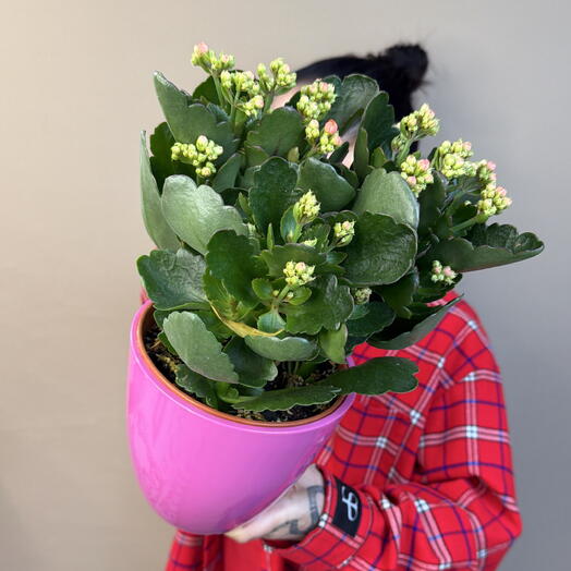 Комнатное растение каланхое розовое в керамическом кашпо 🌸💕🌸