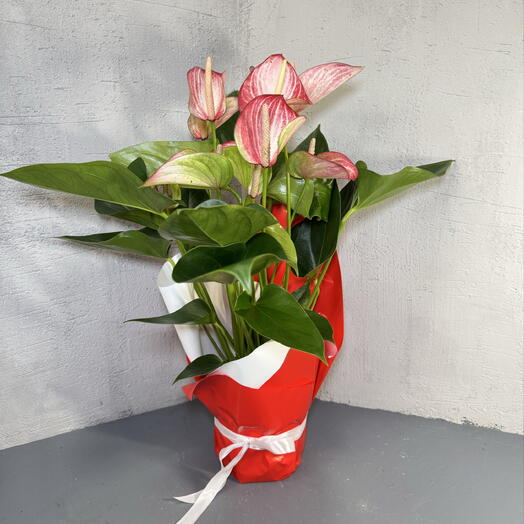 Антуриум