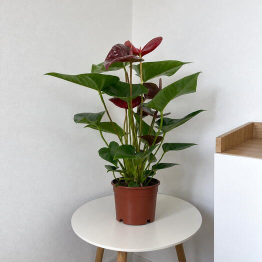 Anthurium ‘Chocolate  – Deep, Velvety Elegance