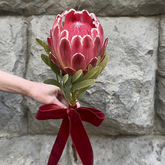 Protea Venus