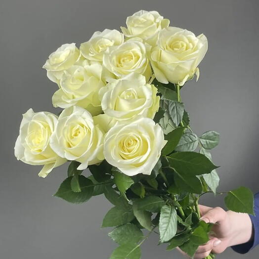 Пачка Роза Кения белая, 10 шт