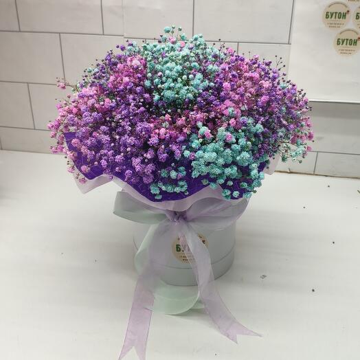 Gypsophila iridiscens