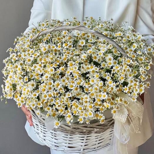 Basket with chamomile