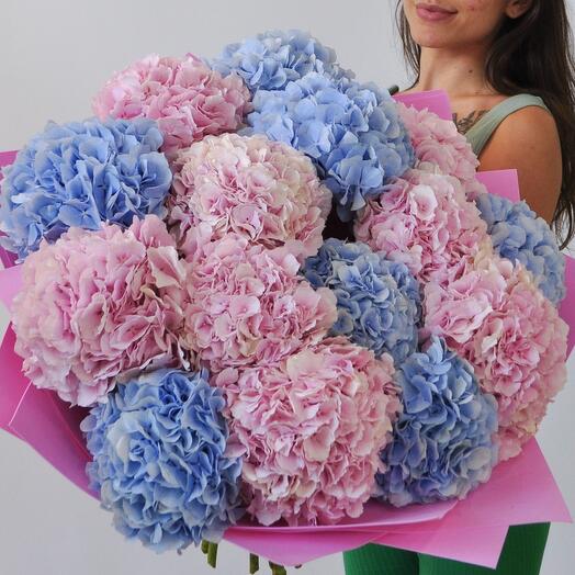 Гортензия крупная Голландия, 15 штук. Букет - гигант