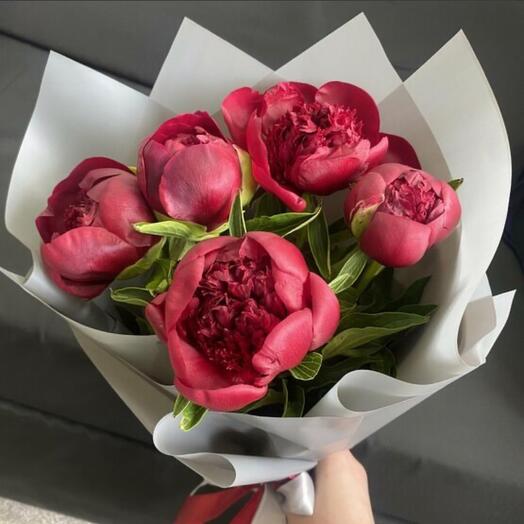 5 бордовых пионов