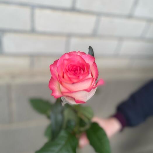 Роза Jumilia 60 см