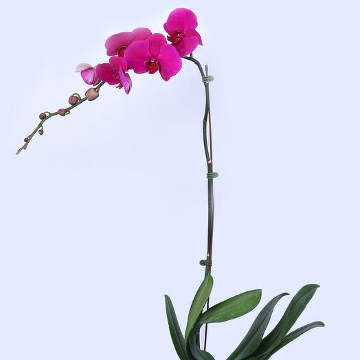 Purple Orchid Plant