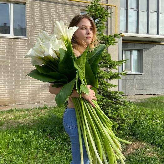 Калла белая