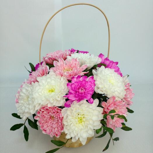 Chrysanthemum in the Mazurka basket
