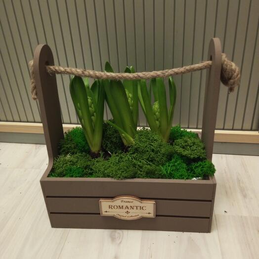 3 гиацинта в ящичке со жгутом на подарок