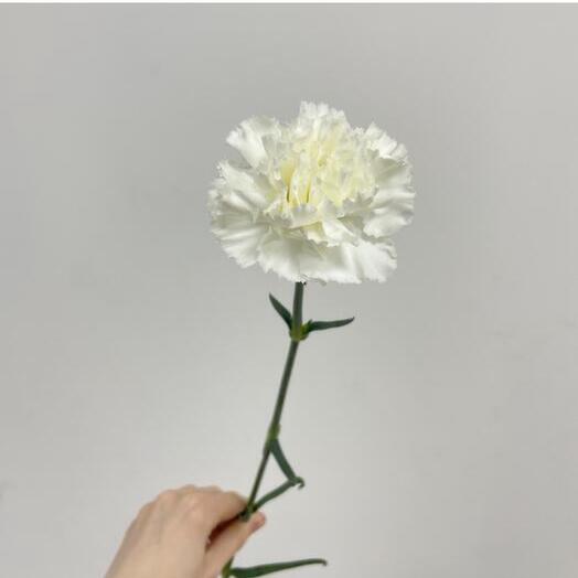 Гвоздика диантус белая (от 9шт)