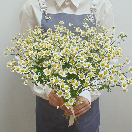 Daisies 9