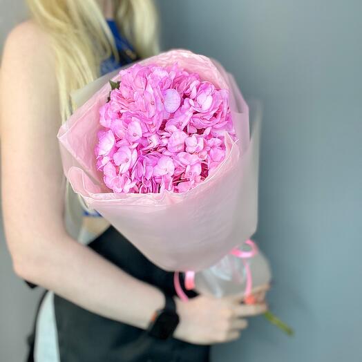 Pink Hydrangea