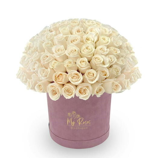 Lilac Velvet Box With 100 white Roses