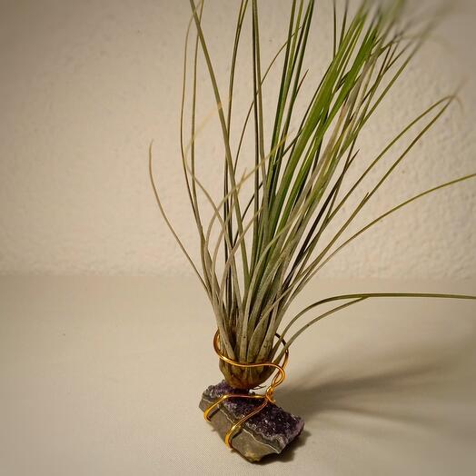 Tillandsia sobre drusa amatista