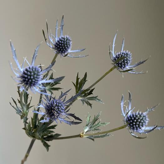 Эрингиум (синеголовник). Стойкий сухоцвет