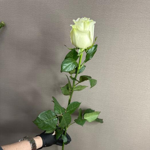 Роза Мондиал 70 см