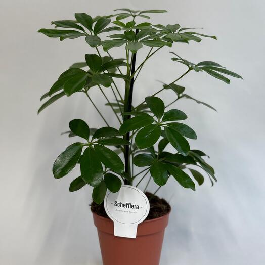 Шефлера Нора