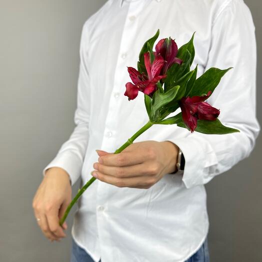 Альстромерия красная