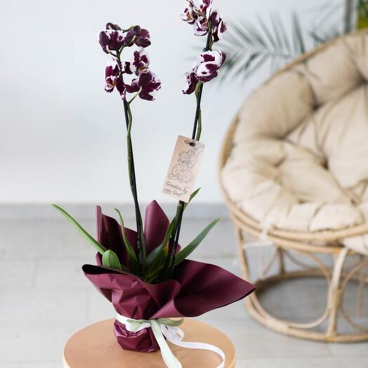 Фаленопсис 2 ствола Phalaenopsis