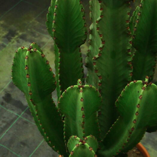 Cactus Euphorbia