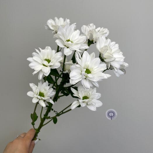 Хризантема кустовая ромашка