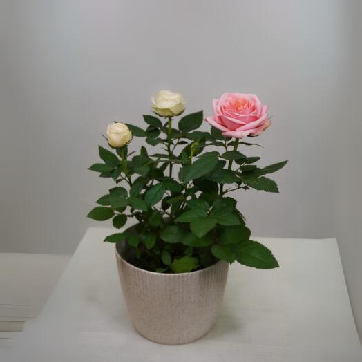Ассортимент Розы в горшке 25 см