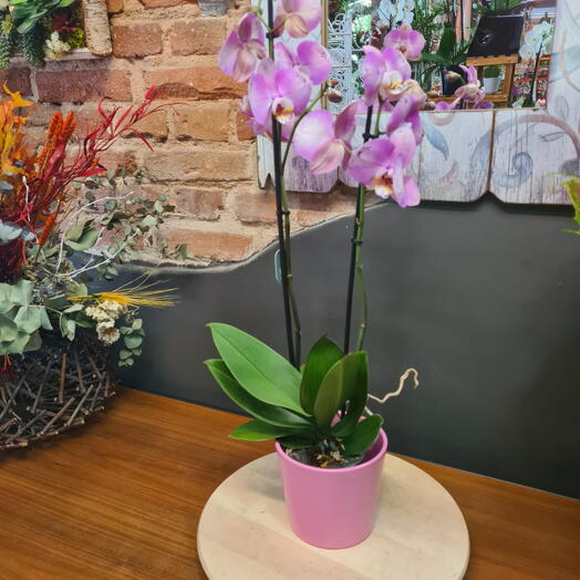 Orquidea Rosa con Macetero Rosa