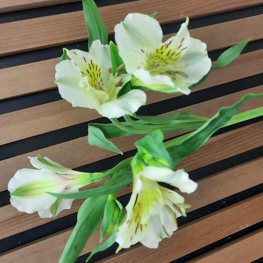 Alstroemeria Mix