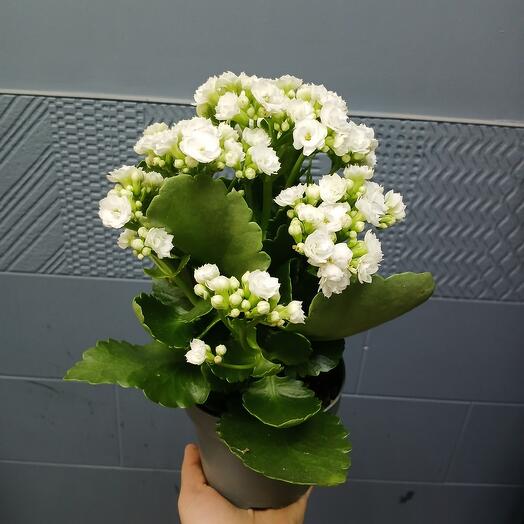 Каланхое белый