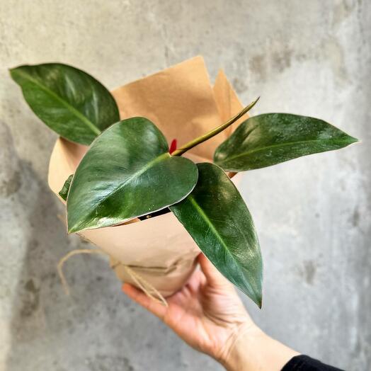 Филодендрон Конго