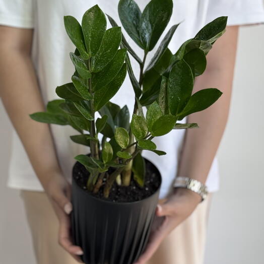 Замиокулькас пересаженный в кашпо