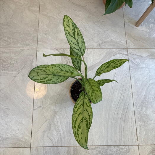 Aglaonema Modestum hasır saksı ile