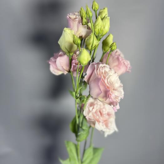 Эустома нежная