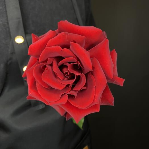 Французская роза