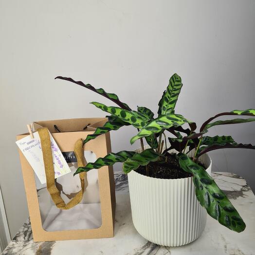 Калатея лансифолия