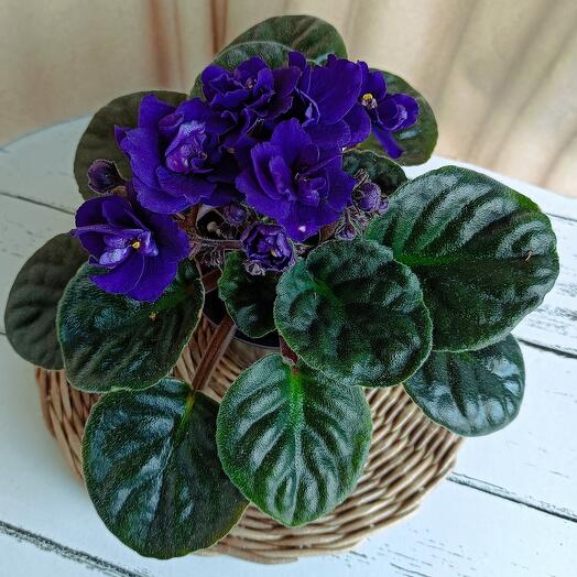 Фиалка (*70) для коллеги в подарок