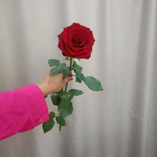 Красная роза Эксплорер 60 см